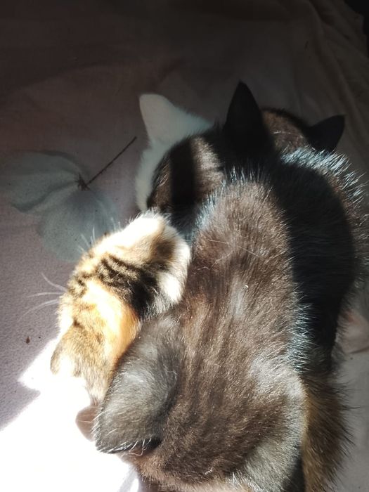 Отдам котят в добрые руки