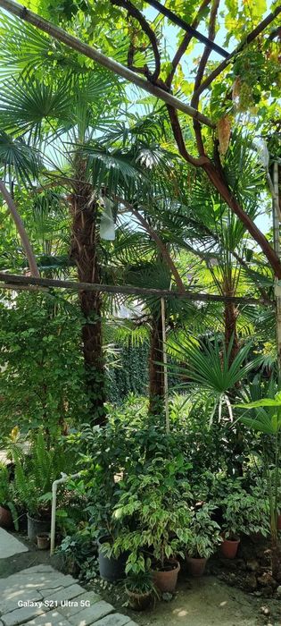 Palma traykarpus 2 metrdan 5 metrgacha