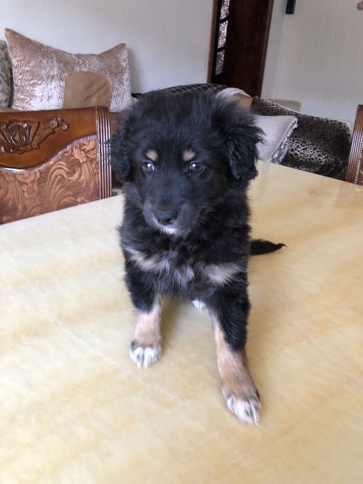 Любимые животные