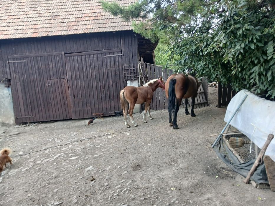 Vând mânz de 5 luni