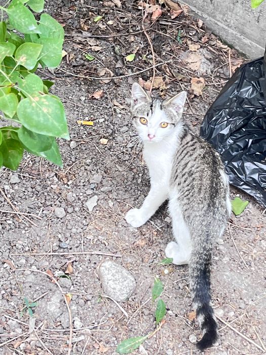Котята 3,5 месяца