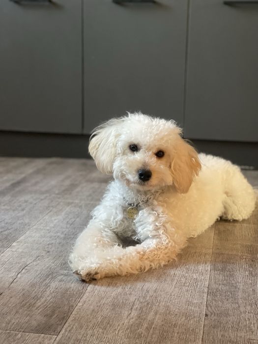 Вязка той пудель