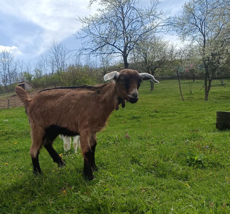 Disponibile Ieduțe+Țapisor