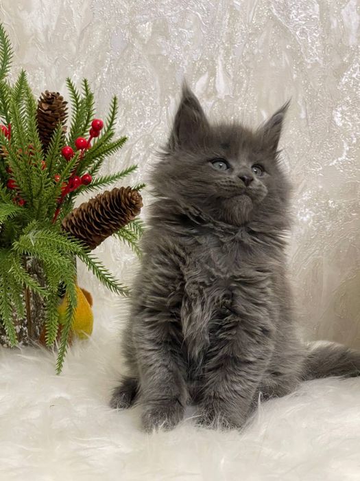 Шикарный мальчик мейнкун