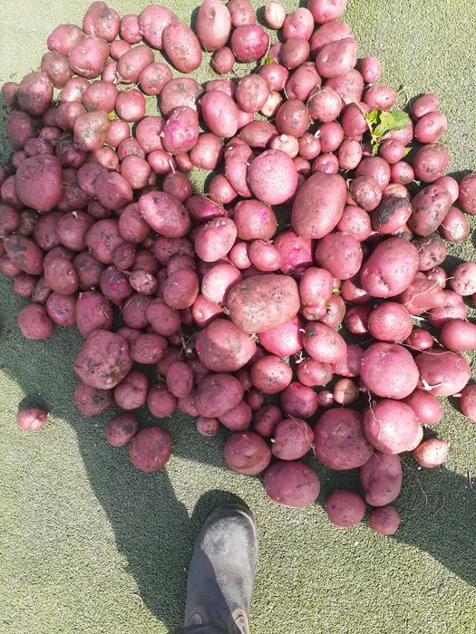 Продам картошку домашьная семена