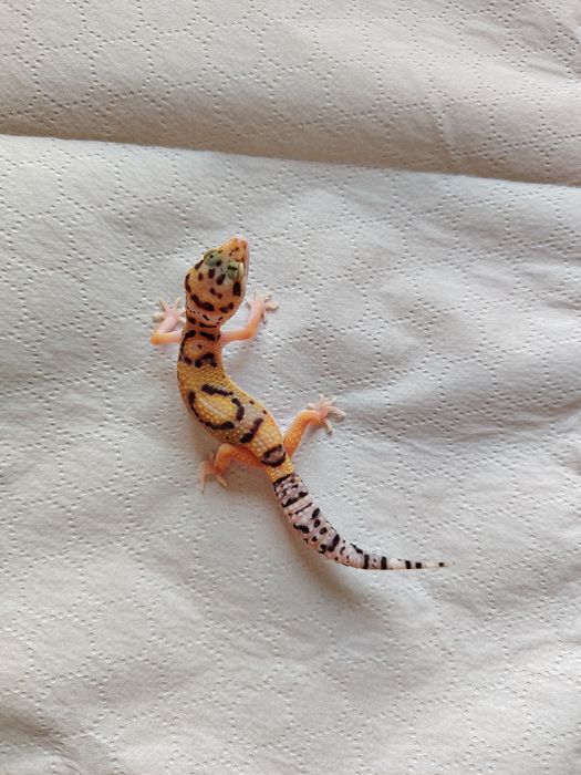 Șopârlă Gecko Leopard