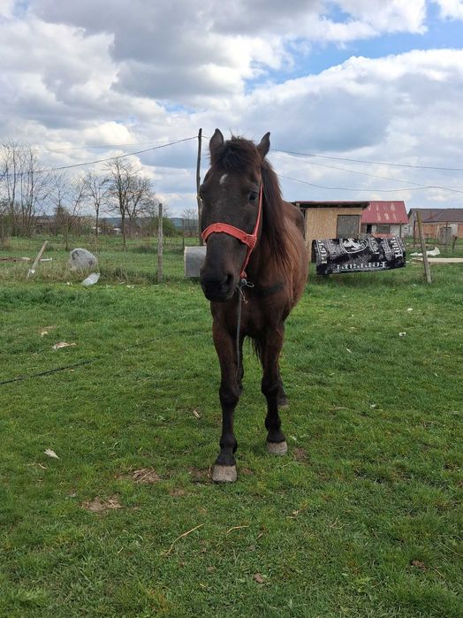 De plecare Urgent cal cuminte bun de căruță ideal pentru gospodărie