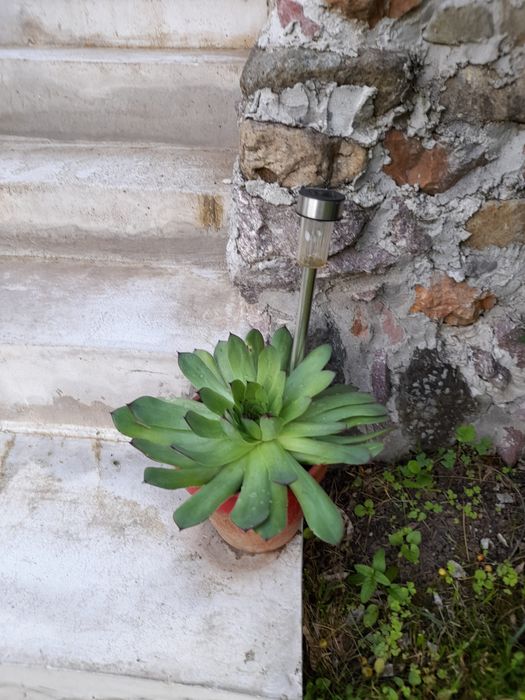 Планинска роза,Алпийска роза,Дебела Мара,Бабино ухо, Семпервивум