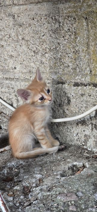ПОДАРЯВАМ 4 малки котенца