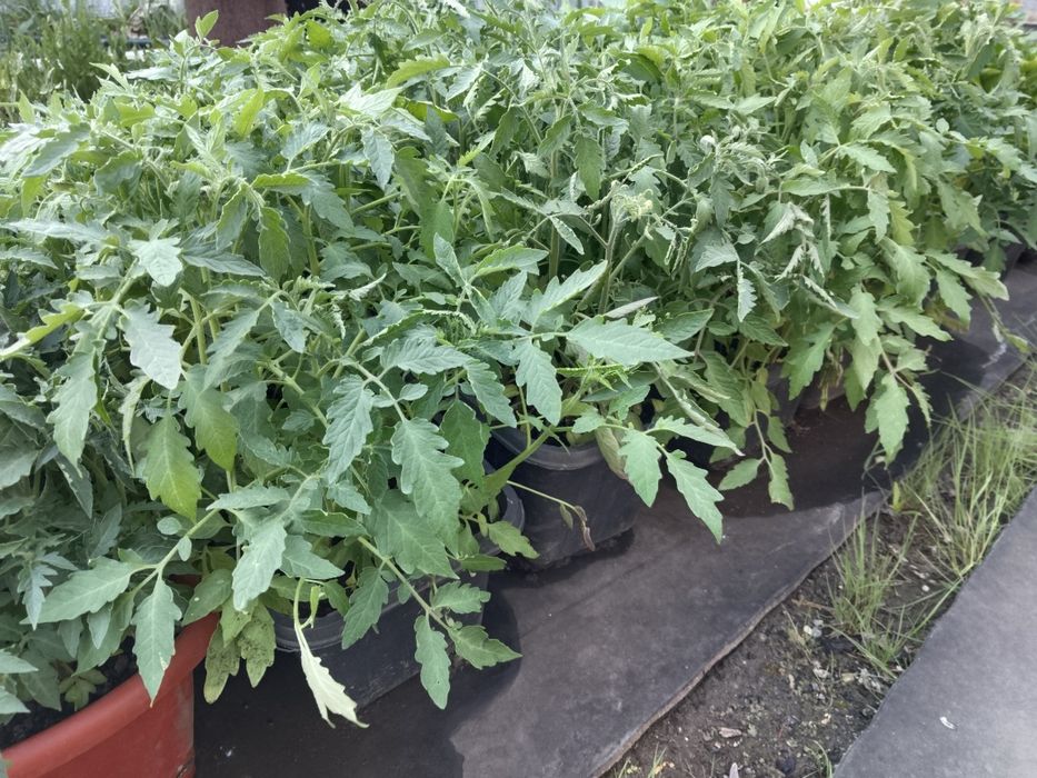 Продам рассаду помидор