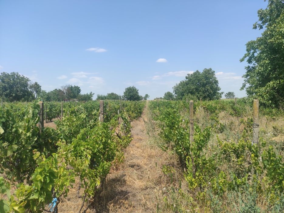 Vand urgent Teren extravilan Tudor Vladimirescu Braila