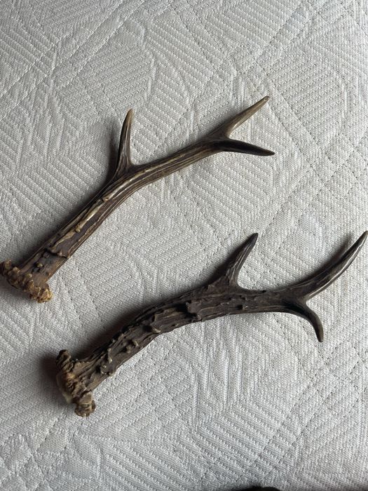 Рога от сърандак