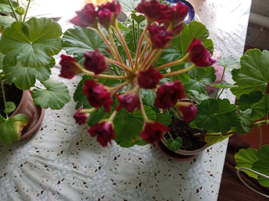 Комнатные цветы герань, кодекс, кактус
