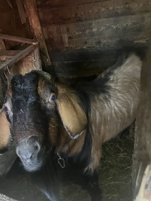 Vand tap anglo nubian