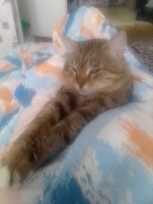 Пропал кот кличка Кисульян(Кисулька)