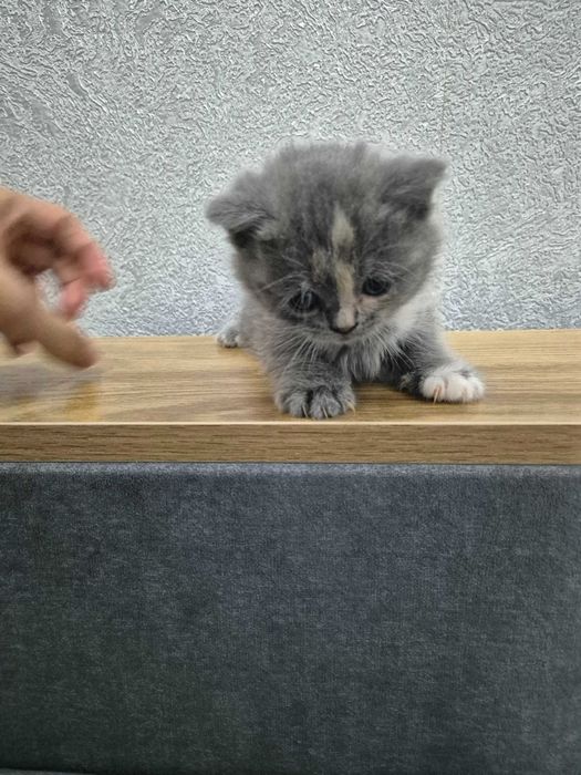 Котята. Шотландский страйт/фолд