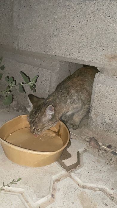 Котенка в хорошие руки