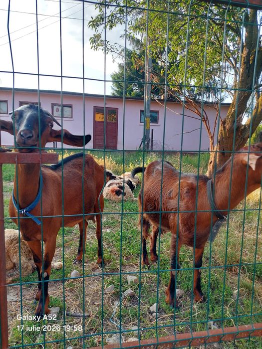 Vînd două căprițe foarte bune de lapte