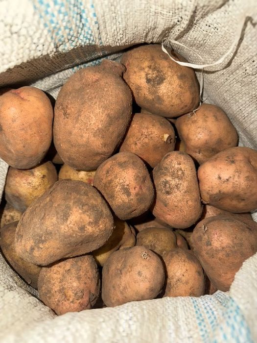 Продам дачную картошку