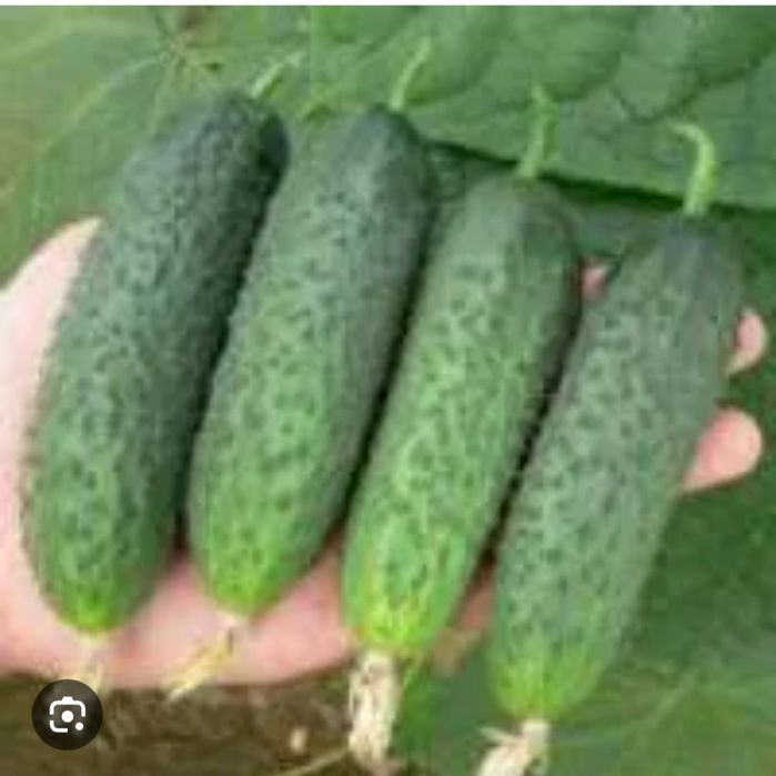 Продам рассаду огурцов доставка