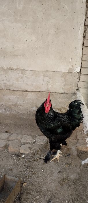 Бир йиллик кора хуроз сотилади