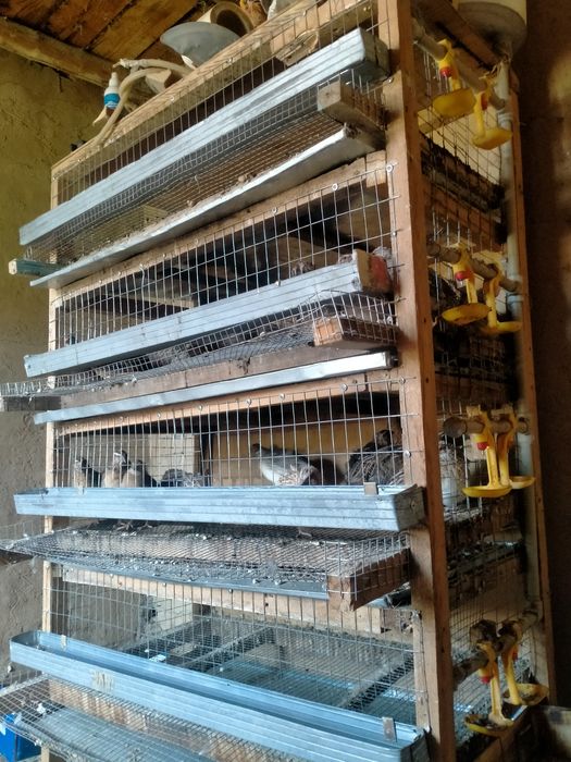 Бодене клетка сатылады