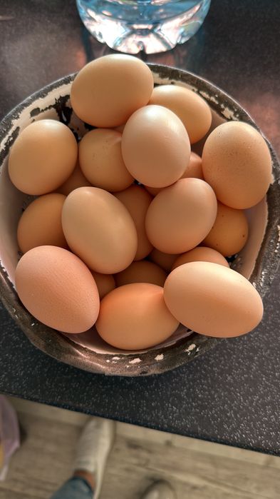 Ouă Wyandotte Argintiu