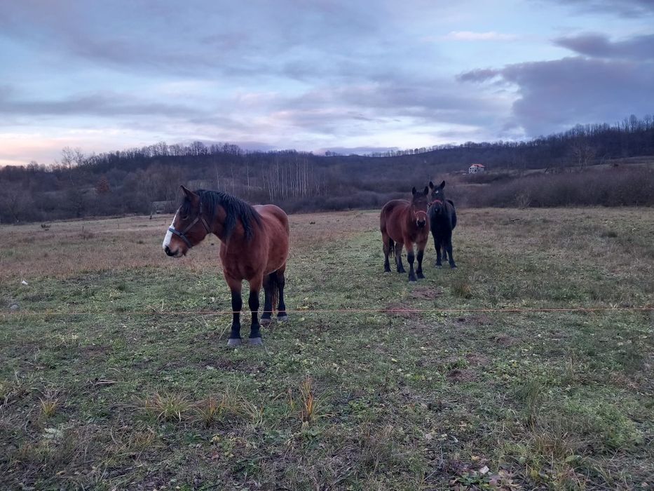 Vând 3iepe cuminți
