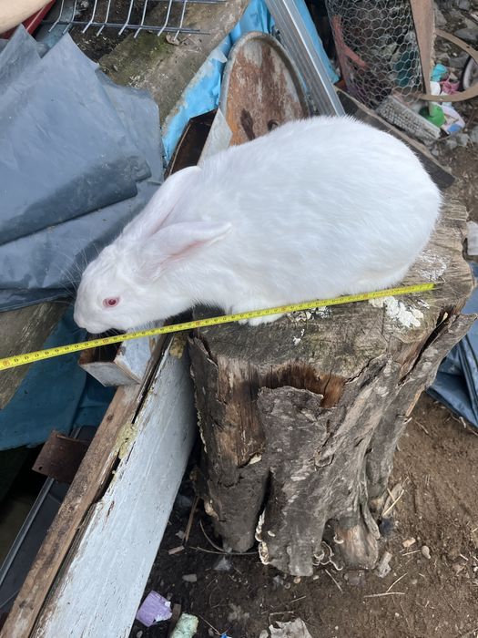 Iepurite diferite culori /diferite rase