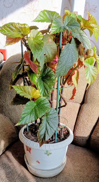 Бегония, диффенбахия