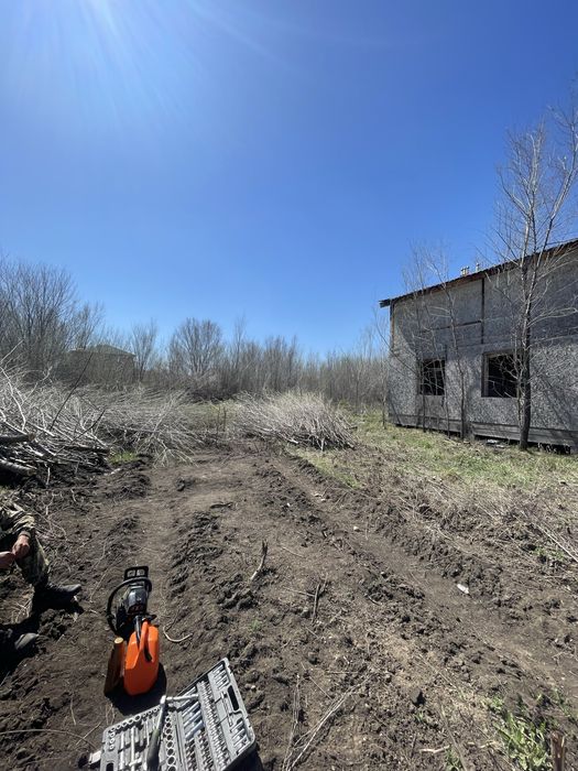 Отдам бесплатно спиленные деревья