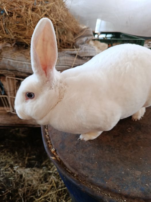 Iepuri Rex alb cu ochi albaștri