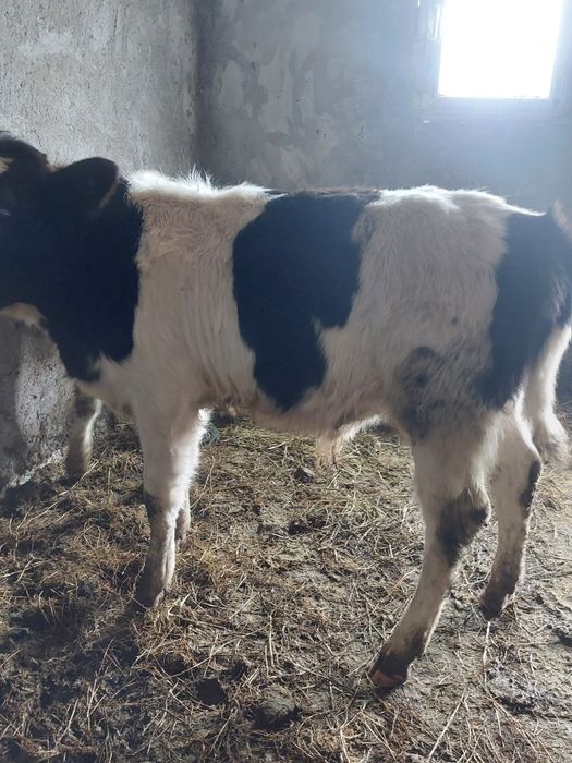 De vânzare un tăuraș și o vițea