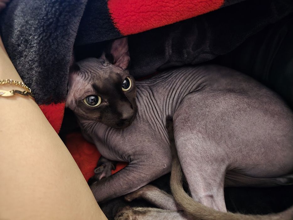 Pisică sphynx fetiță
