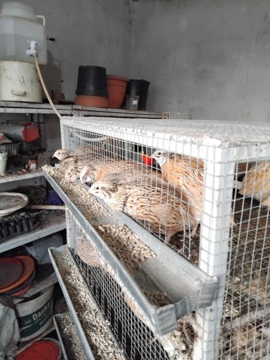 Prepelițe ouătoare