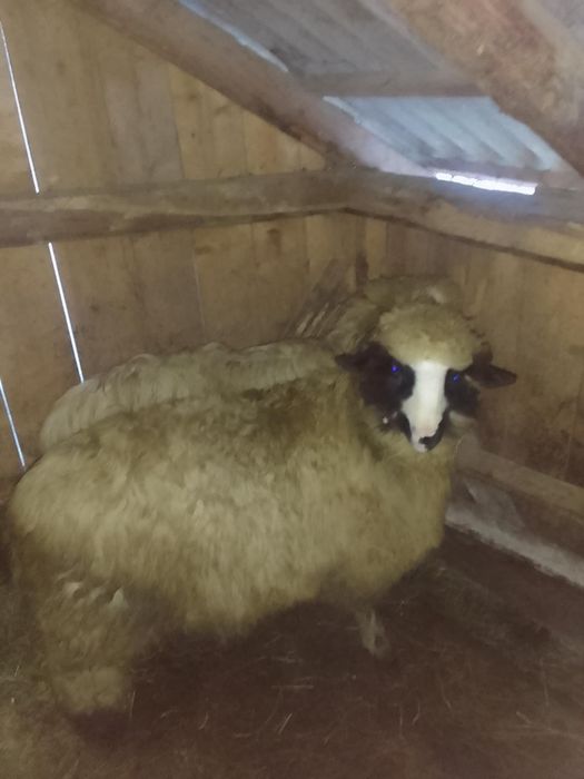 Noatin Brez de vânzare