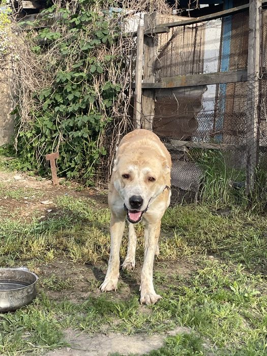 Алабай сатылады