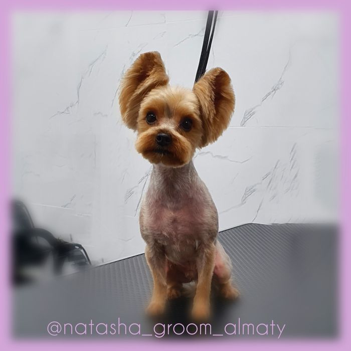 Стрижки собак и кошек