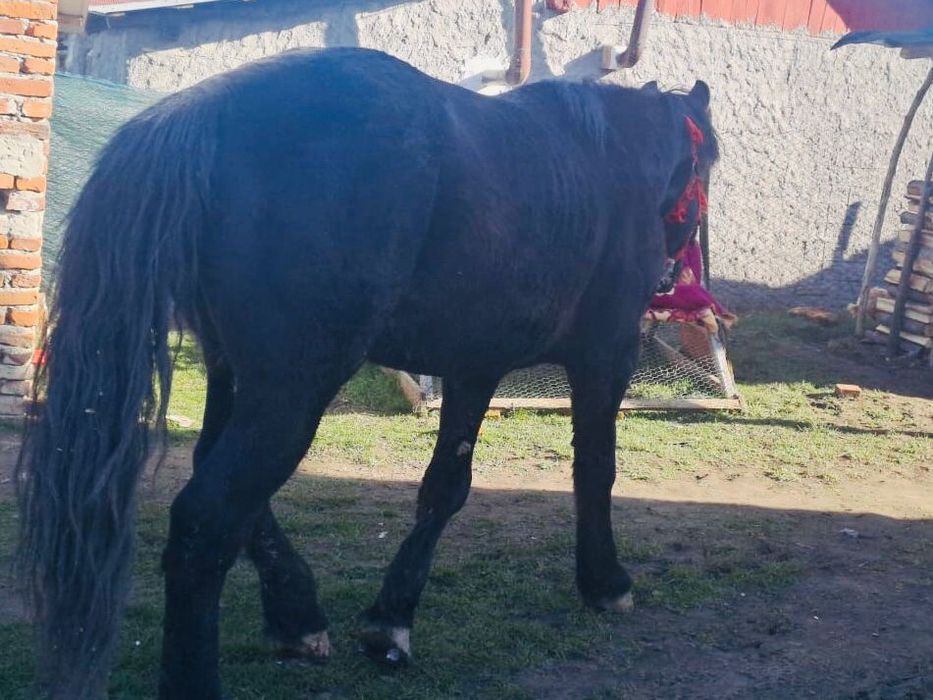 Cal negru semigreu,blând în vârstă de 4 ani jumate.