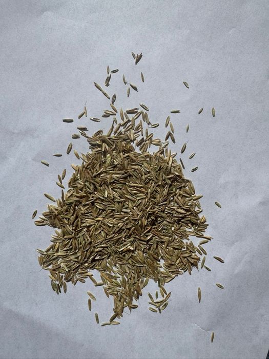 Samanta iarba coasă/ pășune, Măzăriche, Trifoi, Sparceta, Amestec furajer Lucern ,Sudan