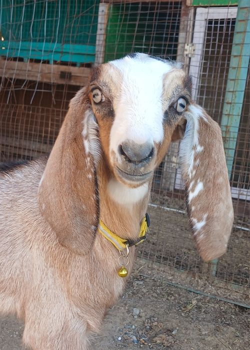 Камори-нубийский козлик привозные крови доки привит обезрожен отправка