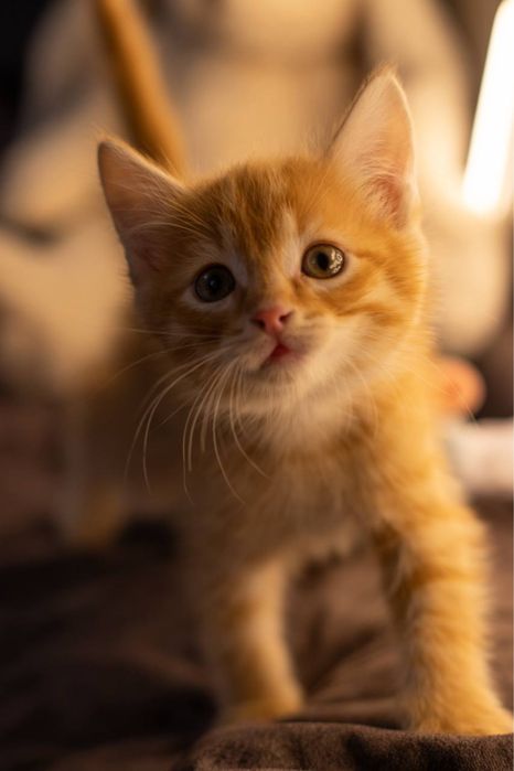 Котенок ищет добрые руки