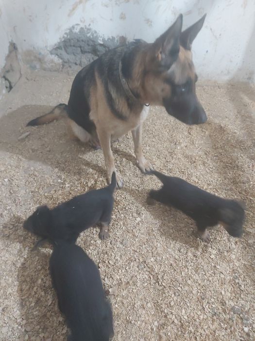 Продаются чистокровные щенки немецкой овчарки.