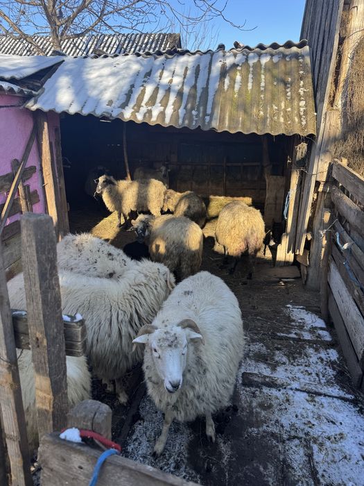 Vând 10 oi oacheșe cu 3 miei