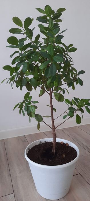 Продаются цветы комнатные