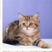 Шотландский котик девочка