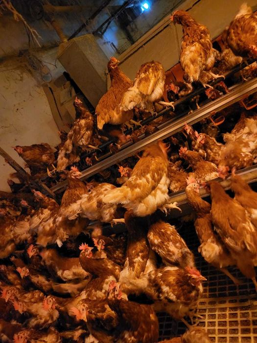 Găini outoare cu livrare gratuita la domiciliul clientului