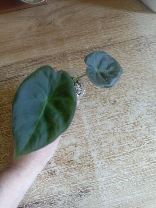 Продаются Алоказии Регал Шилдс.