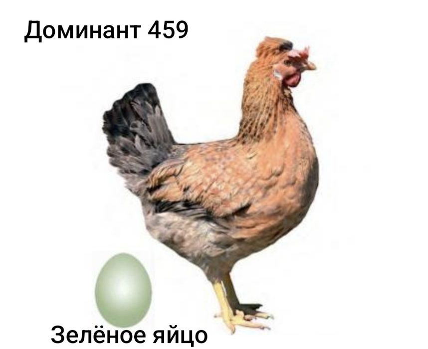 Инкубационое яйцо Доминант.