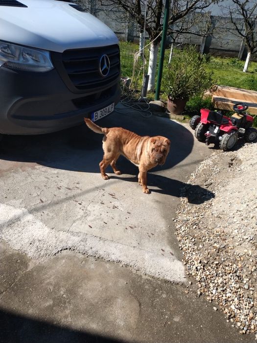 Femela Shar Pei 2 ani